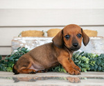 Puppy Larry Dachshund