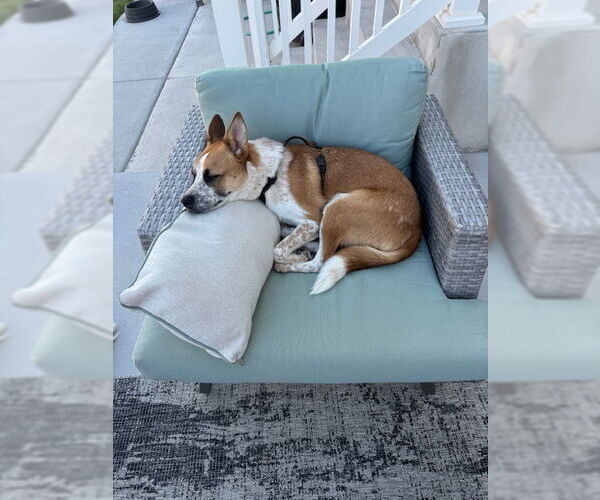 Medium Photo #6 Mutt Puppy For Sale in Sandy, UT, USA