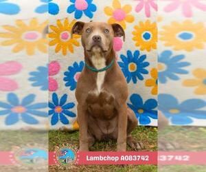 Bulldog-Unknown Mix Dogs for adoption in Mobile, AL, USA