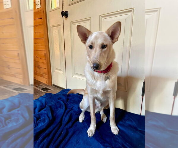 Medium Photo #5 Mutt Puppy For Sale in New York, NY, USA