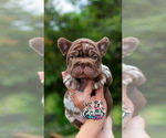 Small #5 French Bulldog