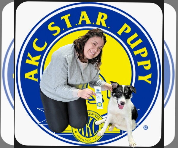 Medium Photo #13 Border Collie Puppy For Sale in Highland, IL, USA