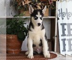 Small Photo #4 Siberian Husky Puppy For Sale in FREDERICKSBG, OH, USA