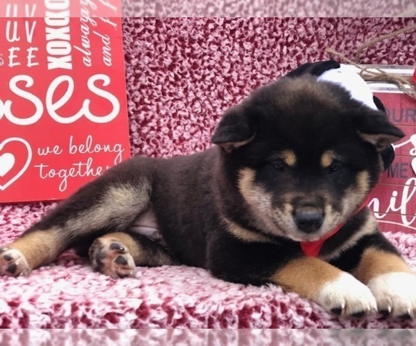 Medium Photo #3 Shiba Inu Puppy For Sale in CLAY, PA, USA
