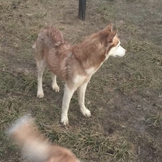 Mother of the Siberian Husky puppies born on 11/29/2017
