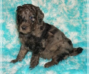 Labradoodle Puppy for sale in LA HABRA, CA, USA
