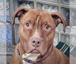 Small #1 American Staffordshire Terrier-Boxer Mix