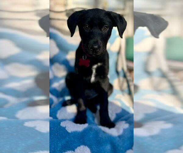 Medium Photo #4 Labrador Retriever-Unknown Mix Puppy For Sale in Boston, MA, USA
