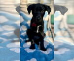 Small #3 Labrador Retriever Mix