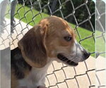 Small #1 Beagle
