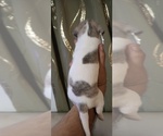 Small #1 Chihuahua