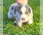 Theo - Male Australian Shepherd Puppy for Sale - Photo #8