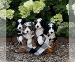 Small #2 Bernedoodle (Miniature)