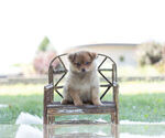 Small Photo #1 Pom-A-Poo Puppy For Sale in WARSAW, IN, USA