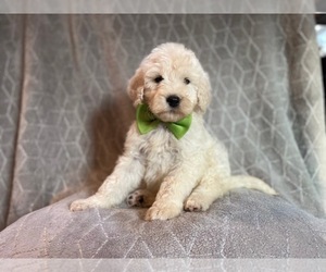 Poodle (Standard) Puppy for sale in LAKELAND, FL, USA