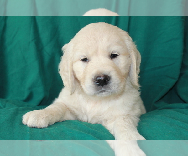 Medium Photo #26 English Cream Golden Retriever Puppy For Sale in RINGGOLD, GA, USA