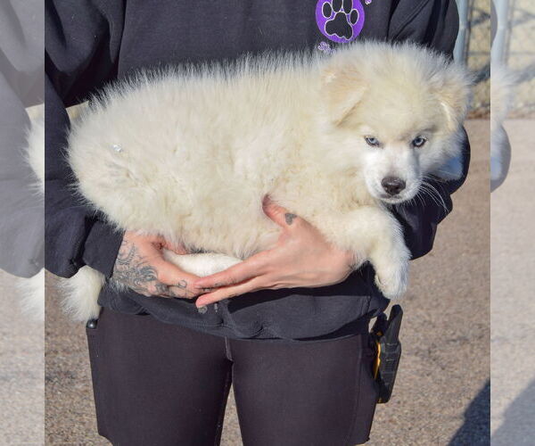 Medium Photo #2 Pomsky Puppy For Sale in Huntley, IL, USA