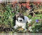 Small Photo #5 Saint Berdoodle-Sheepadoodle Mix Puppy For Sale in MILLVILLE, MN, USA