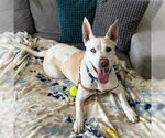 DAISY - Female Siberian Husky-Unknown Mix Dog for Adoption - Small photo
