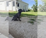 Puppy Garth Cane Corso