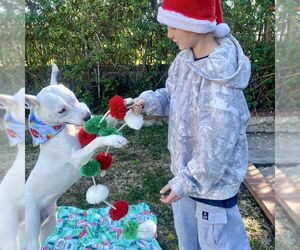 Snow - Male American Staffordshire Terrier-Siberian Husky Mix Dog for Adoption - Photo #2