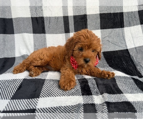 Medium Photo #5 Cavapoo (Miniature) Puppy For Sale in LAKELAND, FL, USA