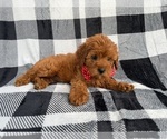 Small #4 Cavapoo (Miniature)