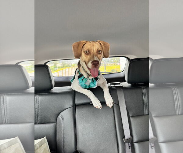 Medium Photo #5 Beagle-Unknown Mix Puppy For Sale in Sanford, FL, USA