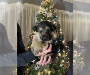 German Shepherd Dog Puppy for sale in PORT HURON, MI, USA