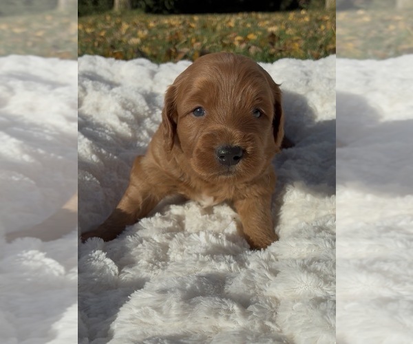 Medium Photo #3 Goldendoodle (Miniature) Puppy For Sale in RANDOLPH, WI, USA