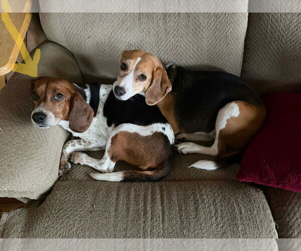 Medium Photo #9 Beagle Puppy For Sale in New York, NY, USA