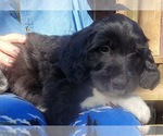 Puppy F2 Great Bernese-Poodle (Standard) Mix