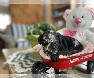 French Bulldog Puppy for sale in LA VALLE, WI, USA