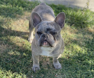 Father of the French Bulldog puppies born on 08/16/2023