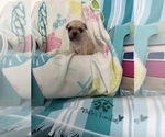 Small #2 French Bulldog