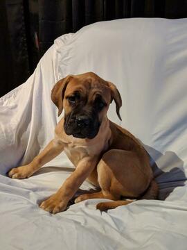 Medium Photo #4 American Mastiff Puppy For Sale in AKRON, OH, USA