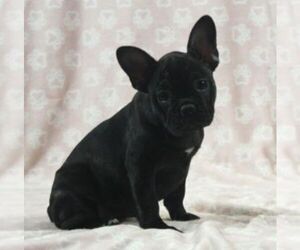 French Bulldog Puppy for sale in MARSHFIELD, MO, USA