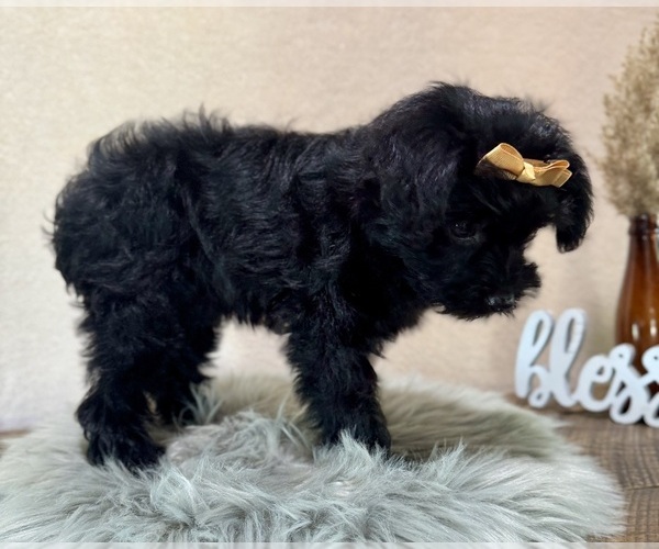 Medium Photo #2 YorkiePoo Puppy For Sale in NAPPANEE, IN, USA