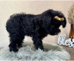 Small #1 YorkiePoo