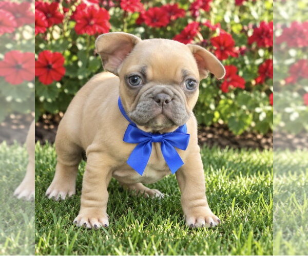 Medium Photo #1 French Bulldog Puppy For Sale in Bon Carbo, CO, USA