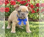 Presley - Male French Bulldog Dog for Adoption - Small photo