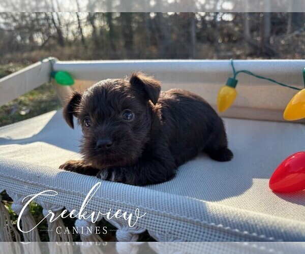 Medium Photo #22 Schnauzer (Miniature) Puppy For Sale in NIANGUA, MO, USA