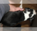 Small Photo #6 Boston Terrier Puppy For Sale in CRKD RVR RNCH, OR, USA
