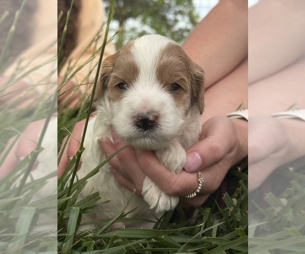 Medium Photo #24 Goldendoodle (Miniature) Puppy For Sale in FREDERICA, DE, USA