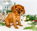Puppy 3 Cavalier King Charles Spaniel