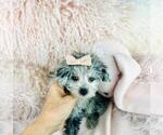 Small #1 Maltipoo