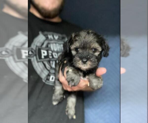 Medium Photo #17 Schnauzer (Miniature) Puppy For Sale in SPENCER, TN, USA