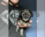 Small Photo #17 Schnauzer (Miniature) Puppy For Sale in SPENCER, TN, USA