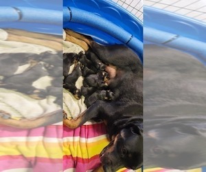 Mother of the Rottweiler puppies born on 02/11/2023