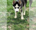 Small Photo #4 Siberian Husky Puppy For Sale in CASEYVILLE, IL, USA